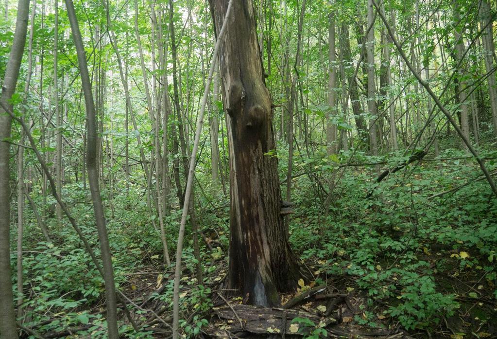 Skogsområde sone 4 Sone fire består i hovedsak av uskjøttet skog med dominans av lind, med et relativt høyt innslag av lerketrær og en betydelig andel ung hassel.