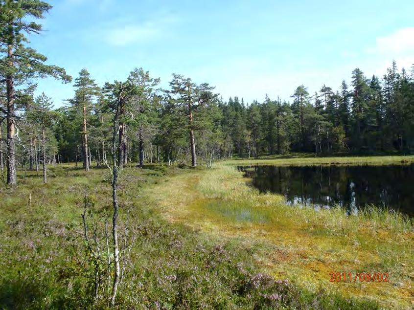 Typisk skogbilde SØ for Nibbitjern.