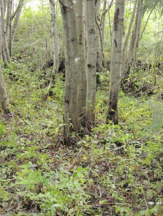 10 (29) 4.1.1 Generelt om naturtypen I naturtypen Gråor-Heggeskog er gråor, hegg, selje, svartor og svartvier viktige treslag. Dette er en frodig og artsrik skog dominert av urter og høye gras.