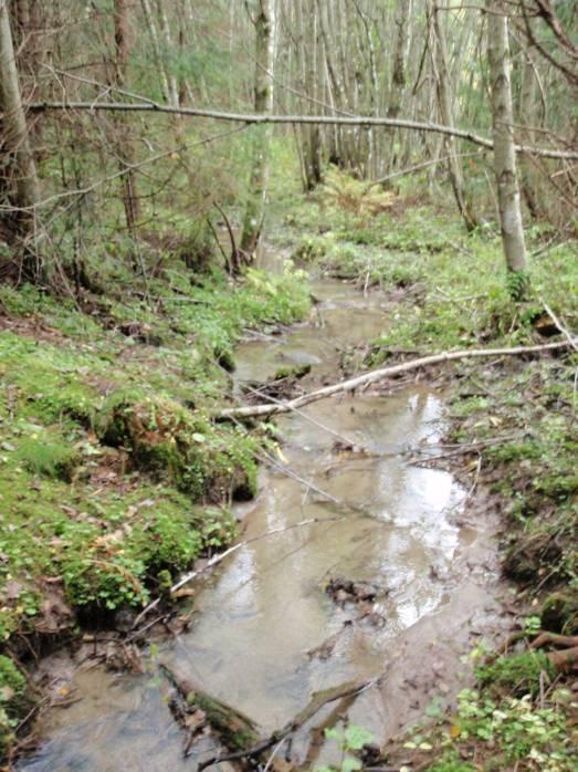 Flommarksskogene finnes i dalbunner langs elver med oversvømmelse i flomperioder. De er preget av slamavsetning og generelt høyt grunnvann med store vekslinger i vannstand gjennom året.