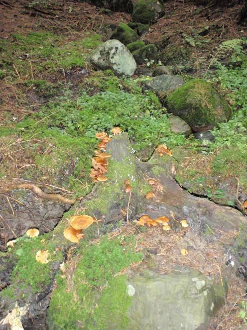 1000 m 2). Hogstfeltet ligger rett på oversiden av planlagt veglinje, slik at vegtraseen vil sneie hogstfeltet.