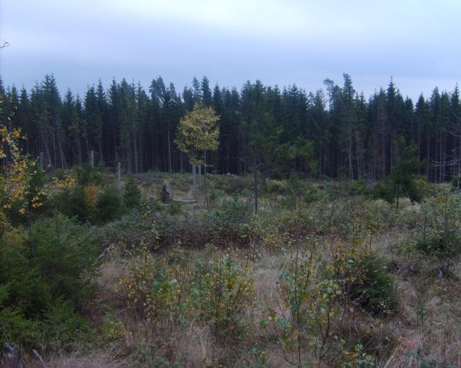 På begge sider av hogstfeltet er det blandingsskog med åpne rabber med