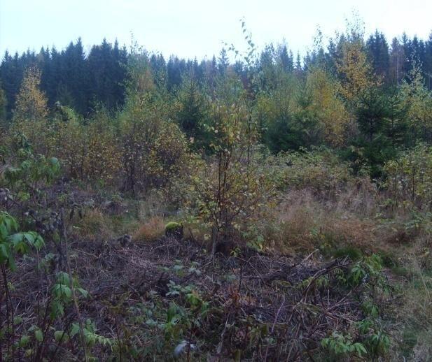 19 Sone 19 Granskog 4.19.1 Feltregistreringer i sone 19 Sone 19 omfatter et område med granskog med innslag av bjørk. Inni mellom er det mosekledde rabber og små bekker.