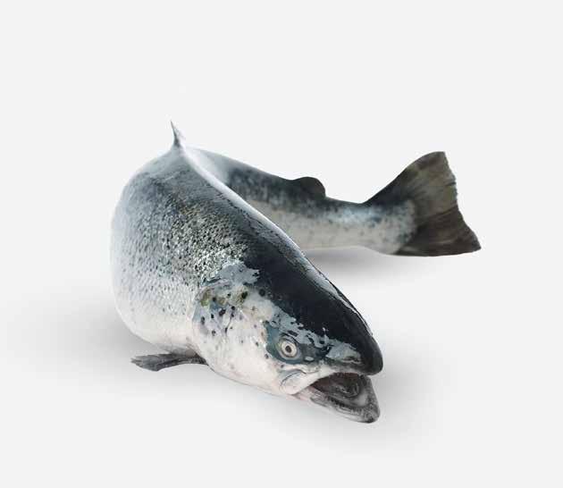 År 500 HAVLAKS Mennesker har fisket laks på havet siden middelalderen. 41 2009 ØKOLOGISK SalMar sertifiseres til å produsere økologisk og blir verdens største produsent av økologisk laks.