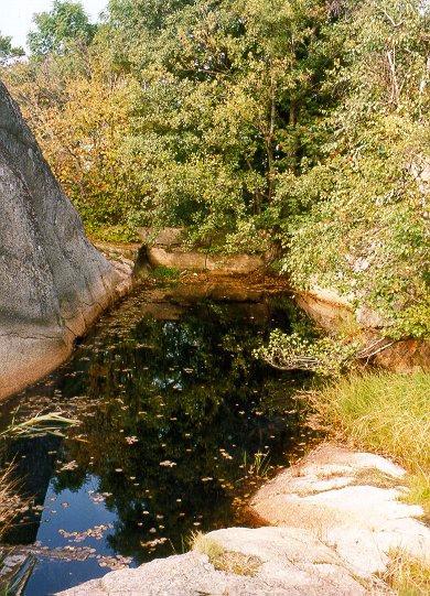 4. Tilstandsbeskrivelse Detaljkart som viser hvor i Sandefjord dammene ligger er vedlagt i kapittel 8. Dam nr. 1, Natholmen (Meget stor verdi, truet ) Kunstig skogstjern, ca. 100 m 2, 2 meter dypt.
