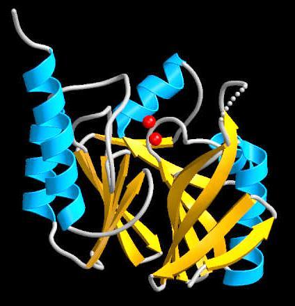I proteinstrukturer illustreres ofte hver av - trådene som flate piler som angir retningen fra N-til C- terminal.