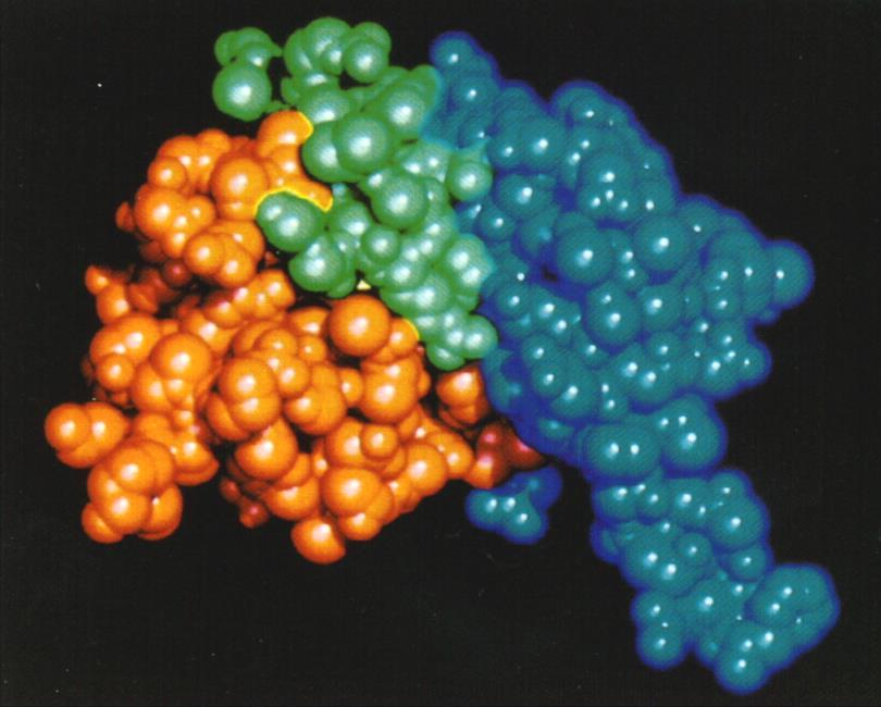 Tertiærstruktur Den måten de ulike sekundærstrukturelementene folder seg sammen på avgjør proteinets endelige tredimensjonale struktur, eller tertiærstruktur.