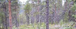 Beiteverdi: Beiteverdien utgjer godt - mindre godt beite. 6c Engfuruskog Økologi: Furudominert skog på areal med god forsyning av næring og vatn.
