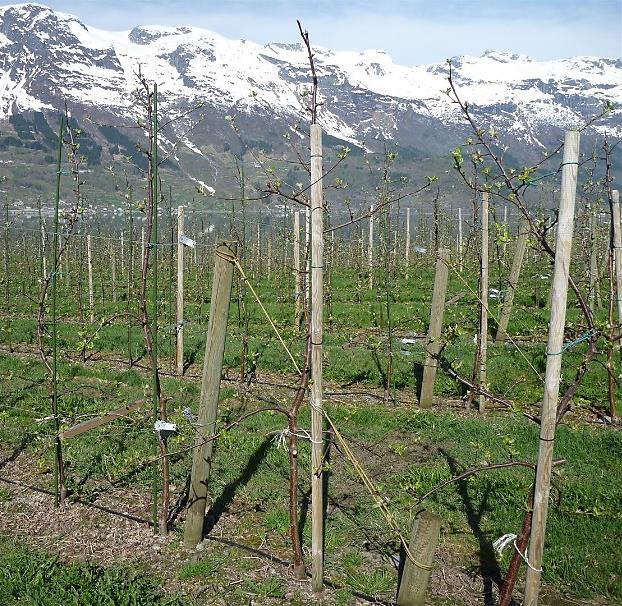 Felt bør vera kome i bæring frå den tredje vekstsesongen. Skal ein få til dette må ein planta toårige tre med 6-8 greiner.