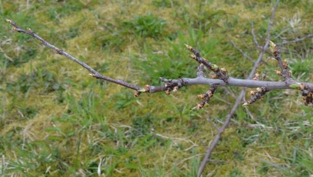 SKJERING AV STEINFRUKT Steinfrukta skiljer seg frå kjernefrukta ved at blomeog bladanlegg finst i forskjellige knoppar, ikkje samla som i kjernefrukta.