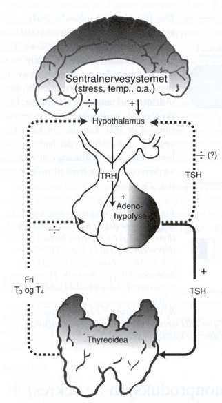 Normal regulering av