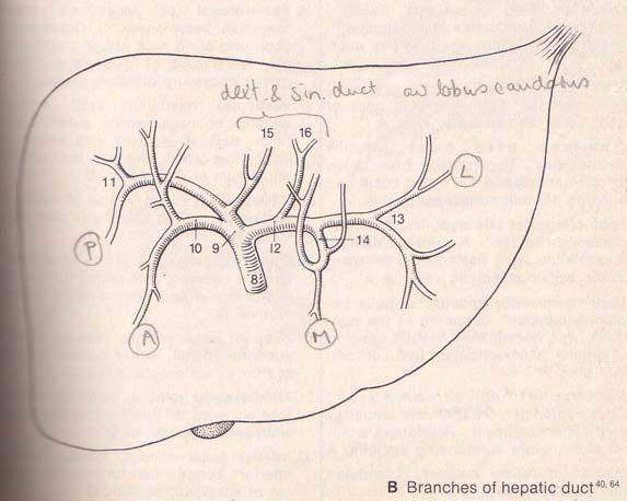 choledochus pancreas gang ampulla I LEVER