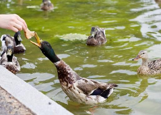 Stokkender kan bli temmelig fortrolige med mennesker der de mates (foto fra Internett).