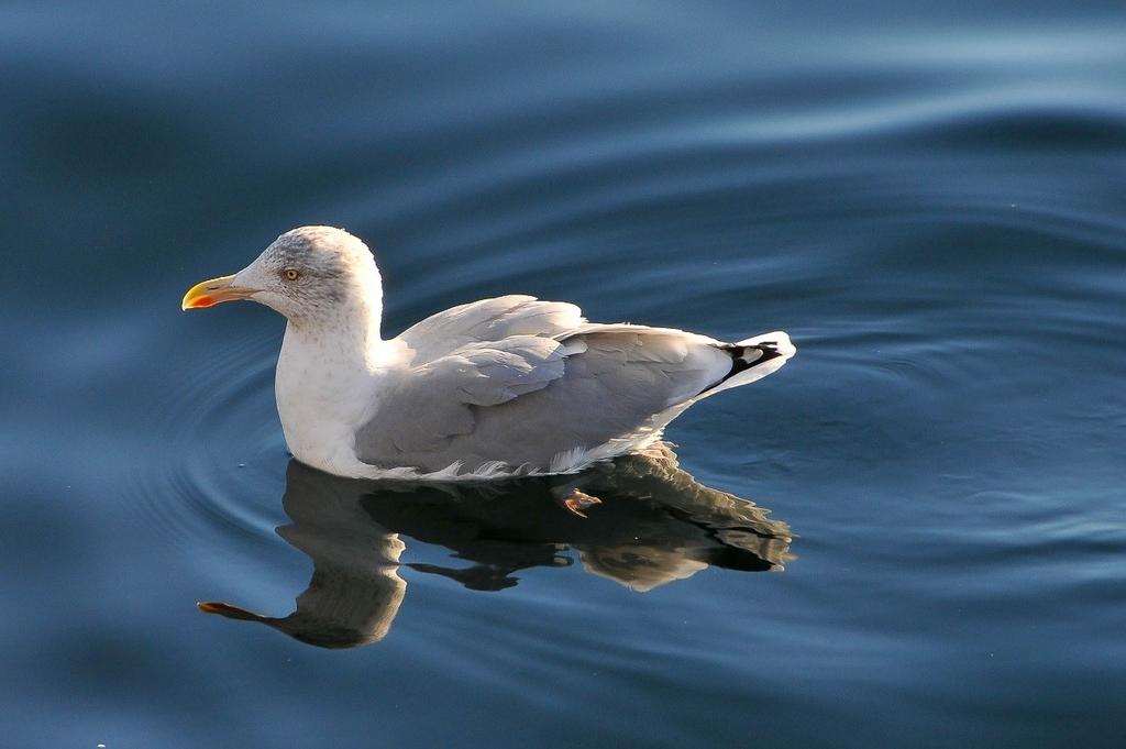 Det er vanlig med noen gråmåker i Sundet gjennom hele vinteren, der de prøver å stjele mat som ærfuglene har fanget. Dette kalles for kleptoparasittisme. 9.