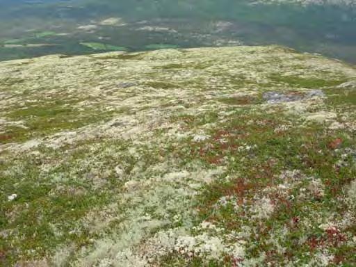 5.3 Omtale av kartlagte vegetasjonstypar Nedafor følgjer ein omtale av vegetasjonstypar registrert under vegetasjonskartlegging i Gammeldalen.