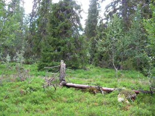 Høgtliggande skog vil ofte vera glissen og ha innslag av bjørk. Typen har mykje felles med risheia, men med mindre innslag av fjellplanter.