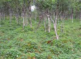 FUKT- OG SUMPSKOG 8b Myrskog Økologi: Dette er skogdekte myrer på djup, næringsfattig torv der torvlaget har bygd seg opp slik at vegetasjonen har mista kontakten med