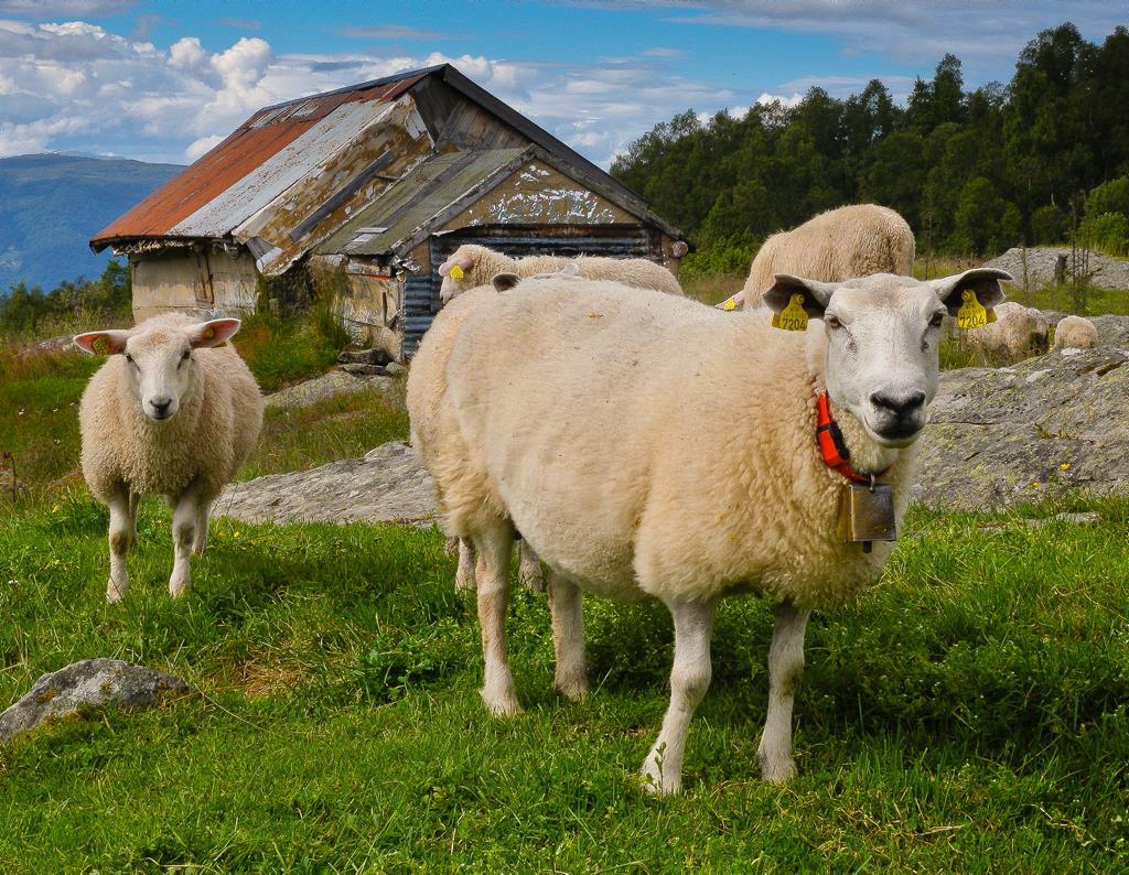 Tabell 20: Antall eiendommer og enkeltteiger med organisert beitebruk per fylke.