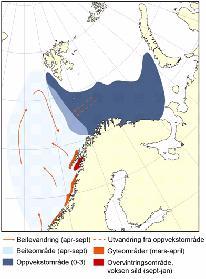 38 Lofoten - Barentshavet Når silda er ca. tre år gammel vandrer den ut av Barentshavet og fjordene til Norskehavet, hvor den voksne silda har sitt beiteområde.