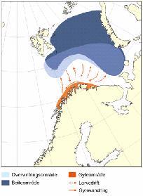 Rapport fra Sameksistensgruppen II 39 gytevandringen inn til kysten om seinhøsten og vinteren gjør den produksjonen i nord tilgjengelig for torsk og andre predatorer som i større grad finnes lenger