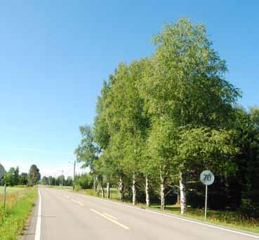 23 Fv. 458 Gamle Kongsvingerveg, ved Lund Veginfo: Asfaltdekke med hvit- og gul stripe. Fartsgrense 80 km/t. ÅDT 800. Vegbredde: 7,1 m. Allélengde: 29 m.