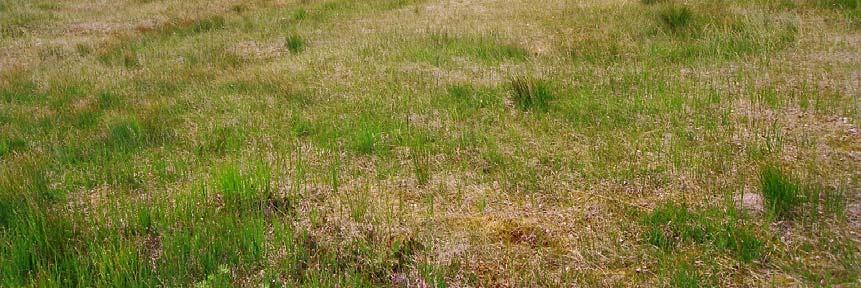 Løsbunn med høljepartier er karakterisert ved mye sivblom (Scheuzcheria palustris), samt flaskestarr (Carex rostrata) der jordvannspåvirkningen er tydelig.