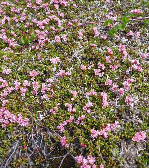 Verneforskriftene inneholder bestemmelsene, unntak fra bestemmelsene og muligheter for dispensasjon. Hovedkapitler: Landskap Planteliv.