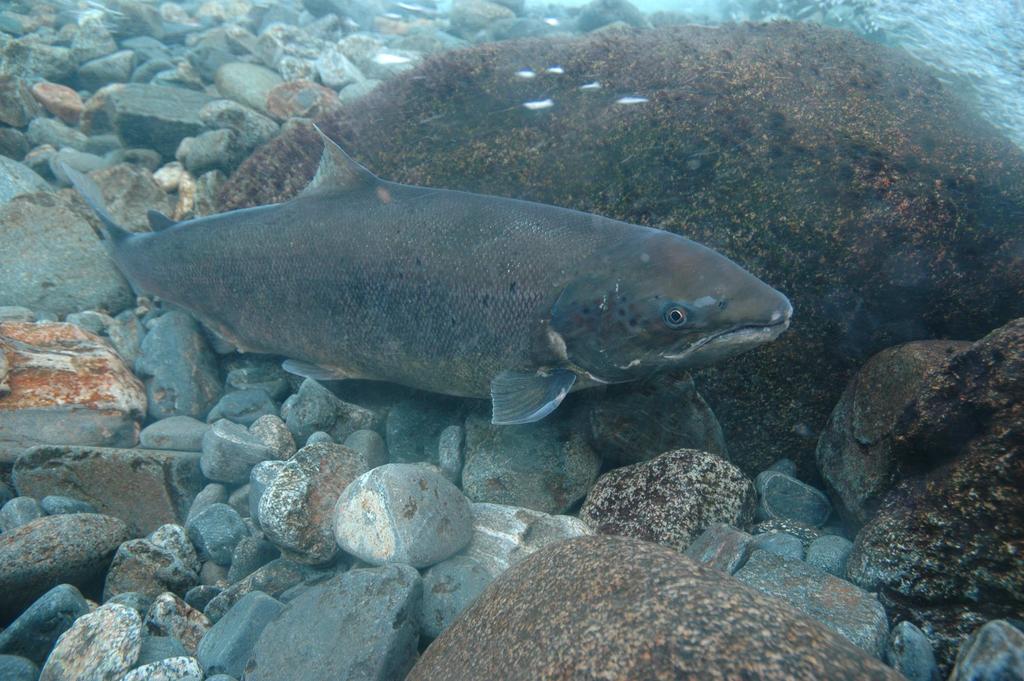 Sjøauren ble delt inn i følgende størrelseskategorier: <1 kg, 1-2 kg, 2-3 kg og >3 kg. I tillegg ble det registrert blenkjer, dvs.