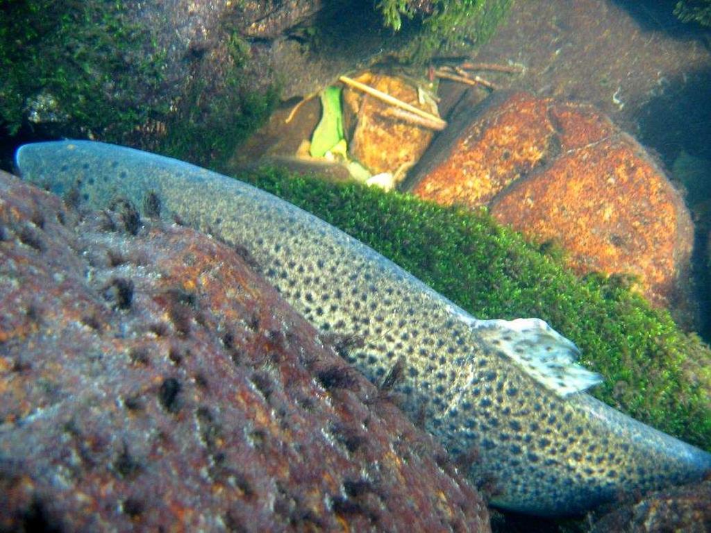 observert fisken på nært hold. Av et utvalg på 89 sjøaurer som ble undersøkt på nært hold i Omvikselva i 2005, hadde 44 skadete ryggfinner.