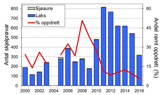 Sjøaurefangstane har minka jamt sidan midt på 1980-talet, og frå 2010 har sjøauren vore freda. Etter det har all sjøaure som ikkje var for skadd, vorte sett ut att i elva.