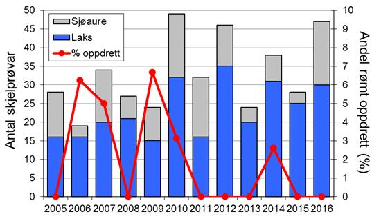 Med unntak av 1999 og 2000, då det vart fanga høvesvis 101 og 89 sjøaure, har fangstane stort sett variert mellom ca. 20 og 40 per år. I 2016 vart det fanga 36 sjøaure (snittvekt 0,7 kg).