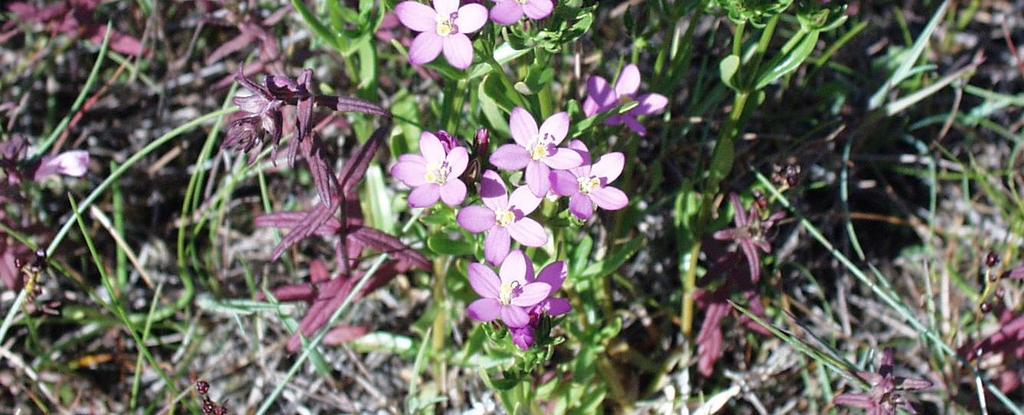 Tusengylden Orkideen honningblomst finnes også her. Skipstadsand er ett av tre voksesteder i Norge. Også de to andre voksestedene ligger på Asmaløy, nærmere bestemt i Ytre Hvaler nasjonalpark.