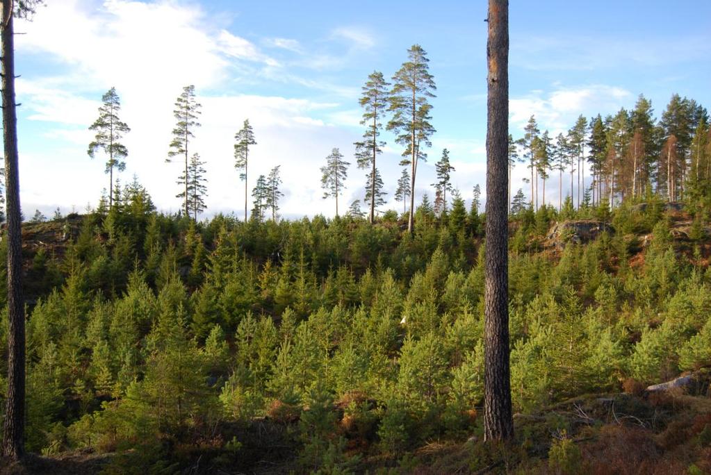 Regionalt skog- og klimaprogram Aust-Agder 2013