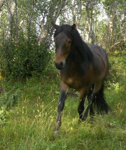 Diskusjon Spiselige objekter var mer attraktive Mengder