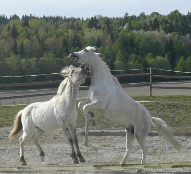 Oversikt Bakgrunn Gruppehold av hest