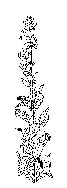 Naturplanter til ulike vekseplassar Undervegetasjon, skogsparti, Woodland, eller andre stader med vandrande skugge Anemone nemorosa Aquilegia vulgaris Athyrum filix-femina Brachypodium sylvaticum