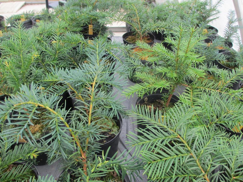 Taxus baccata: Noen egenskaper