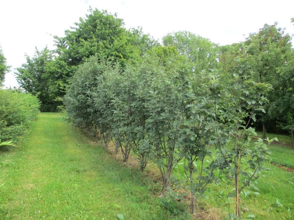 Apomiktisk frøformering i Sorbus meinichii - forutsigbart produkt for produsentene - sjeldne hybrider opprettholdes naturlig Fagerrogn som