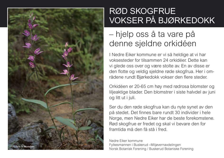 Figur 2. Informasjonstavle om rød skogfrue som er satt opp ved Bjørkedokk i Nedre Eiker i 2007 Bjørkedokk i Nedre Eiker kommune, Buskerud (figur 3).