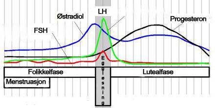 Syklusvariasjon Viktig med rekvirentopplysninger i forhold til hjelp med tolkning av analysesvar. FSH, LH, Østradiol og Progesteron varierer mye ila. Menstruasjonssyklus.
