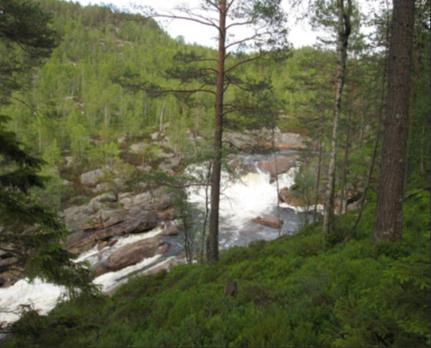 Skogtyper i fokus Boreal regnskog Bekkekløfter