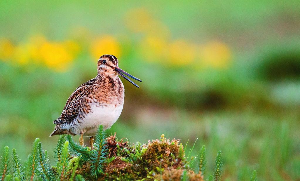 I en felles studie for bestandsutviklingen av vadefugler i Norge, Sverige og Finland går det fram at enkeltbekkasin går tilbake i antall i de tre landene. Foto: Frank Steinkjellå. Litteratur Biała, K.