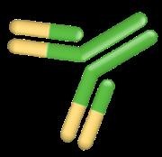 Pertuzumab inhibits