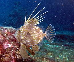 artar av mesopelagisk fisk har vist