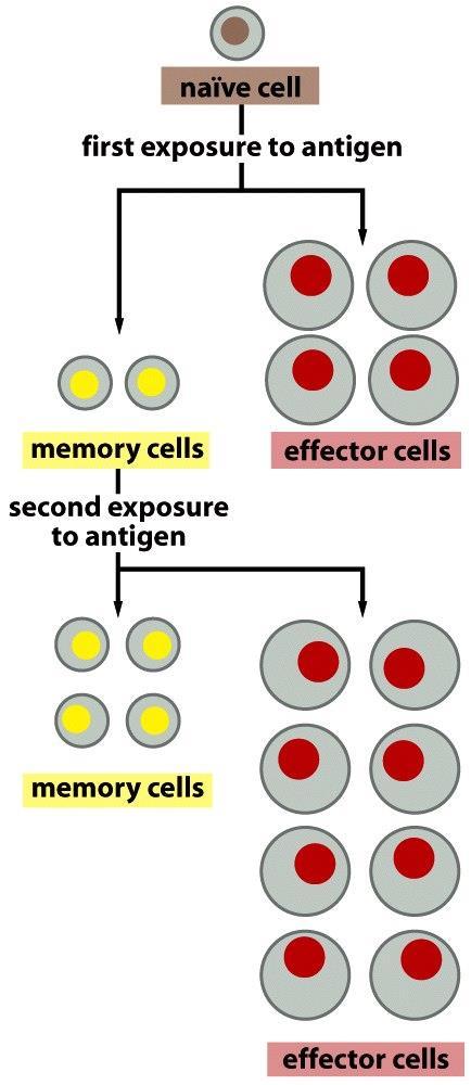 23 Immunologisk hukommelse Figure 25 11 A model for the cellular basis of immunological memory. When stimulated by their specific antigen, naïve cells proliferate and differentiate.