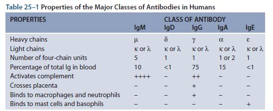 From Wikipedia An antibody molecule.