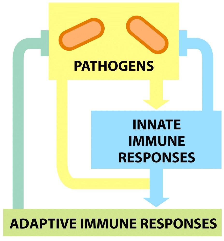 8 Det er to hovedtyper av immunforsvar. Ett som er medfødt (innate) og ett som er tillært (adaptivt). Vi skal for det meste se på det adaptive immunforsvaret.