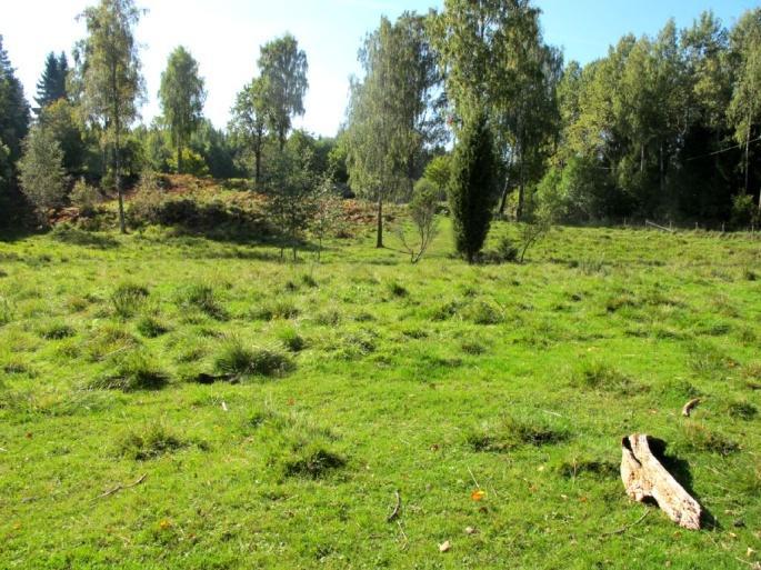 Beitemarken vest for tunet har ikke blitt vurdert å ha naturtypekvalitet, men også den har noe naturverdi, spesielt sett i sammenheng med