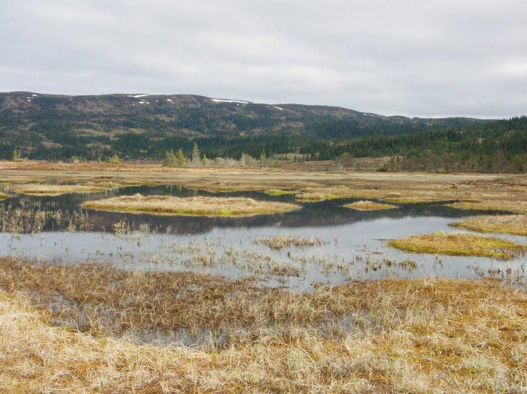 Foto fra Øvre Forra Leinslettene som ligger helt vest i naturreservatet Øvre Forra består av et stort myrområde med