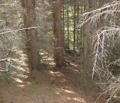 Granskog utgjør 5,2 % av det kartlagte området Beiteverdi: I tilplanta granskog er alder og tetthet på tresjiktet en minst like viktig faktor for beiteverdien som vegetasjonstypen.